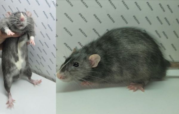 Блэк блэйз мерль